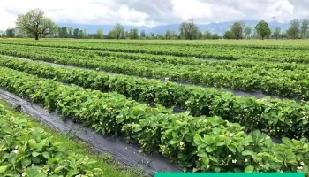 Erdbeeren Balgach zum selber pflücken - Balgach