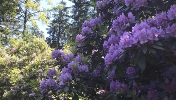 Rhododendren - Anlage der Lehmann Baumschulen Ag - Leuzigen