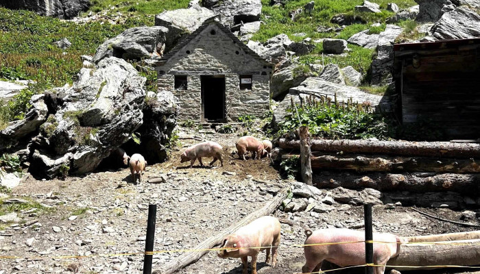 Alpe Carassina -  Kommentare - Blenio