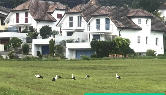 Aristau -  Alle - Aristau