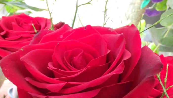 Blumenatelier -  Blumengeschaft - Bubendorf