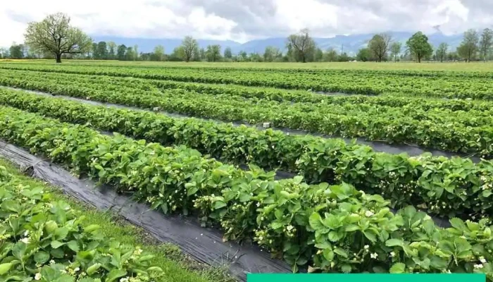 Erdbeeren Balgach zum selber pflücken - Balgach