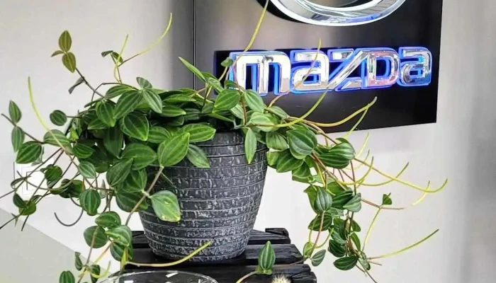 Garage Baeriswyl Ag -    Mazda Innenansichten - Schmitten