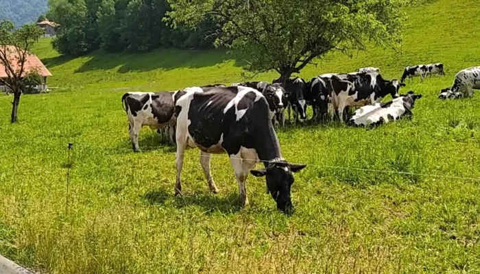 Gruyeres   Parking P1   Chavonne Katalog - Gruyères
