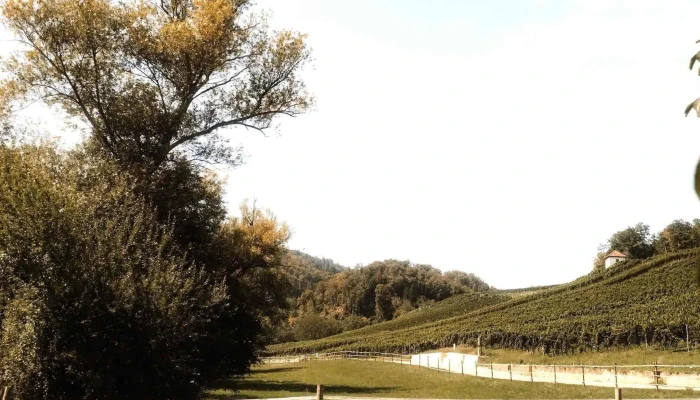 Klus 177 -    Biodynamisches Weingut Eventlocation Weinberg - Aesch