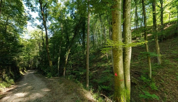 Laufelfingen Alle - Läufelfingen